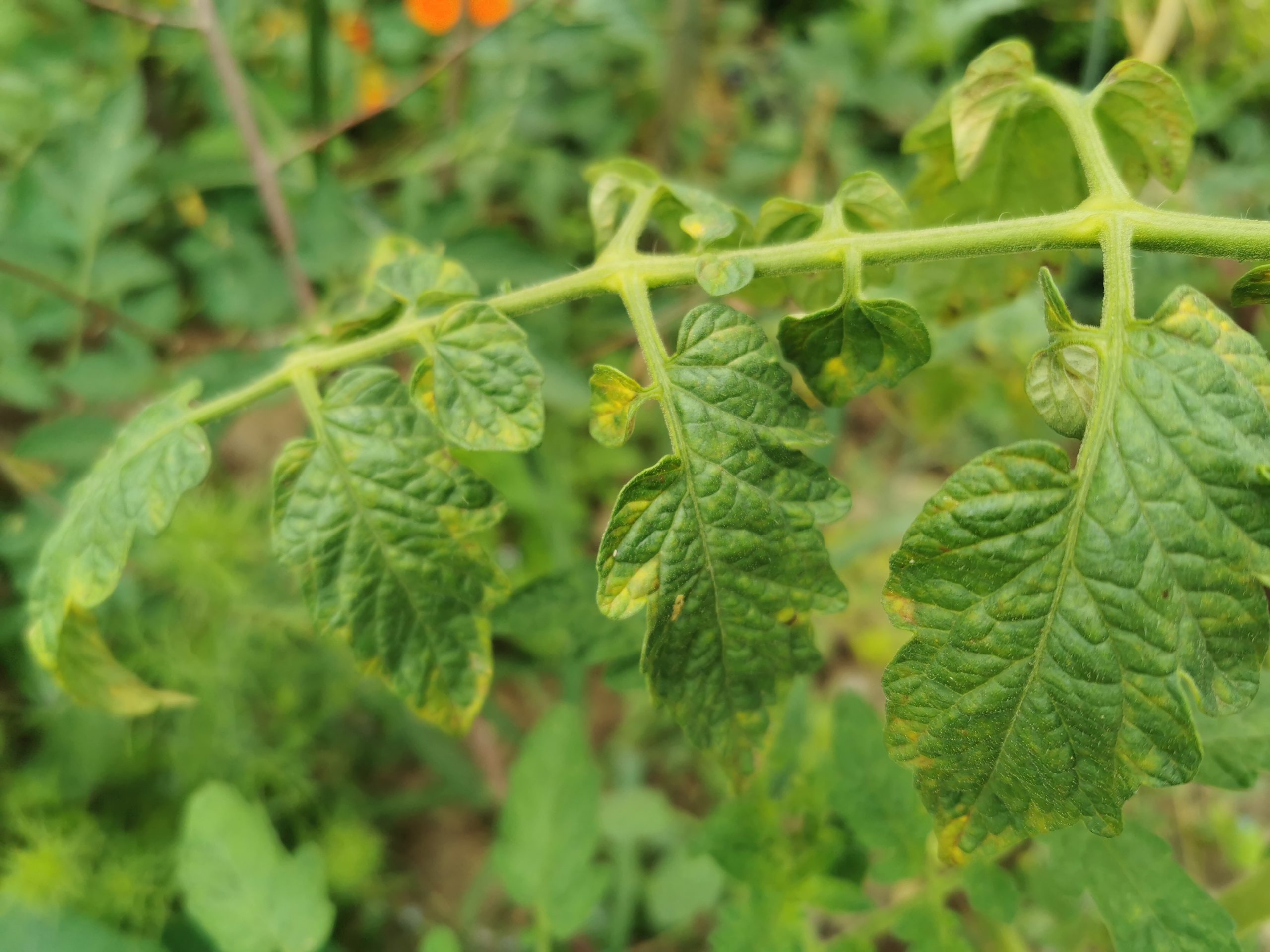 Gelbe Blätter an Tomaten – was tun? -